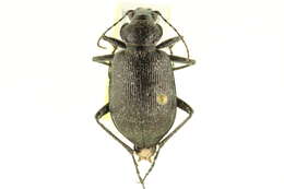 Image of Calosoma (Calosoma) frigidum Kirby 1837