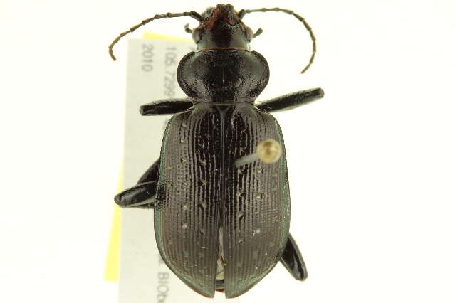 Image of Calosoma (Calosoma) frigidum Kirby 1837