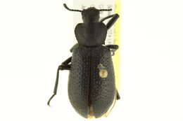 Image of Iphthiminus serratus (Mannerheim 1843)