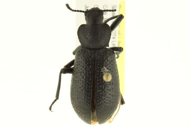 Image of Iphthiminus serratus (Mannerheim 1843)