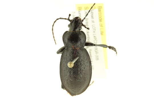 Image of Carabus (Oreocarabus) taedatus Fabricius 1787