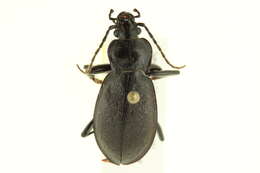 Image of Carabus (Oreocarabus) taedatus Fabricius 1787
