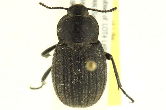 Image of <i>Eleodes tricostatus</i>