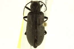 Image of Ditylus quadricollis (Le Conte 1851)