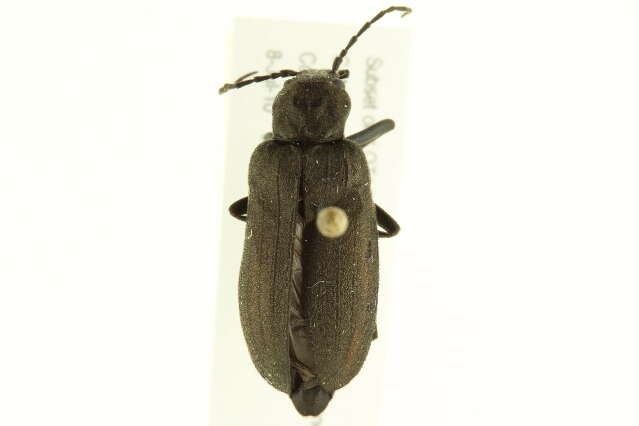 Image of Ditylus quadricollis (Le Conte 1851)