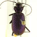 Image of Nebria (Catonebria) schwarzi schwarzi Van Dyke 1925