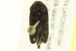 Image of Mordella quadripunctata (Say 1824)