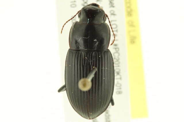 Sivun Harpalus (Harpalus) laticeps Le Conte 1850 kuva