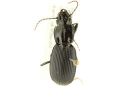 Imagem de Pterostichus (Hypherpes) crenicollis Le Conte 1873