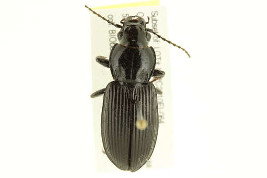 Image of Carabidae