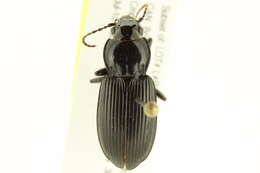 Plancia ëd Pterostichus (Petrophilus) melanarius (Illiger 1798)