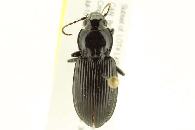 Plancia ëd Pterostichus (Petrophilus) melanarius (Illiger 1798)