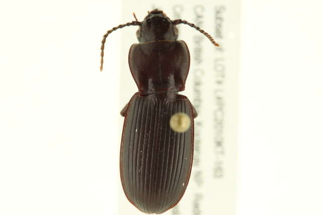 Слика од Pterostichus (Hypherpes) protractus Le Conte 1860