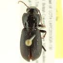 Image of Pterostichus (Hypherpes) neobrunneus Lindroth 1966