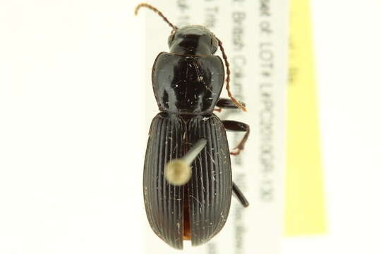 Image de Pterostichus (Hypherpes) neobrunneus Lindroth 1966