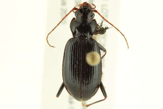 Image of Nebria (Reductonebria) mannerheimii Fischer von Waldheim 1828