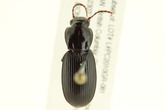 Imagem de Pterostichus (Hypherpes) neobrunneus Lindroth 1966