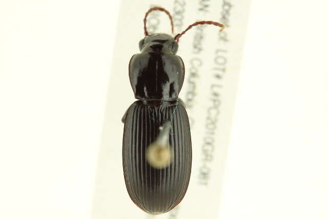 Image de Pterostichus (Hypherpes) neobrunneus Lindroth 1966