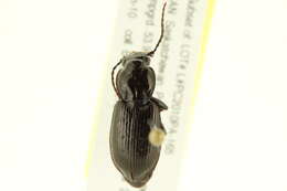 Imagem de Pterostichus (Bothriopterus) adstrictus Eschscholtz 1823