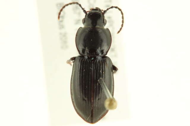 Image of Pterostichus (Bothriopterus) pensylvanicus Le Conte 1873