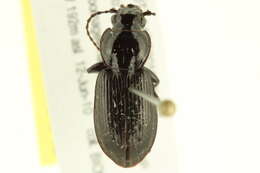 Imagem de Pterostichus (Bothriopterus) adstrictus Eschscholtz 1823