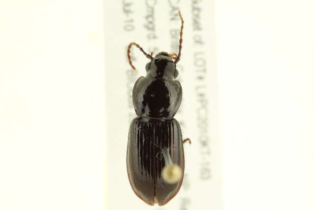 Image of Pterostichus (Bothriopterus) pensylvanicus Le Conte 1873