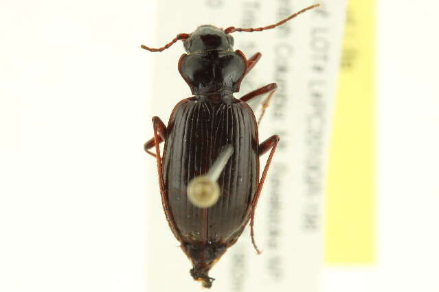 Image of Adephaga