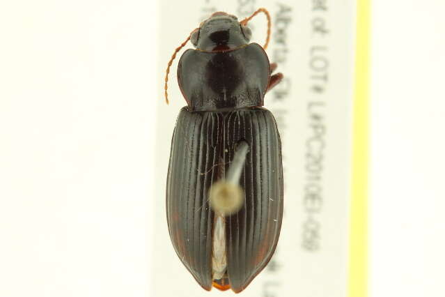 Image of Amara (Curtonotus) lacustris Le Conte 1855