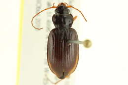 Sivun Nebria (Reductonebria) obliqua Le Conte 1867 kuva