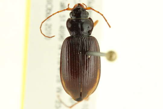 Sivun Nebria (Reductonebria) obliqua Le Conte 1867 kuva