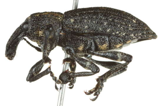 Image of Lepyrus oregonus Casey 1895