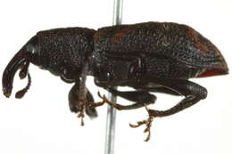 Image de Steremnius carinatus Dalla Torre & Schenkling 1932