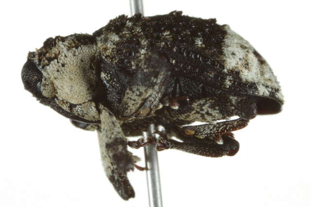 Image of Weevil