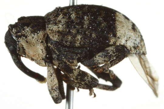 Image of Weevil