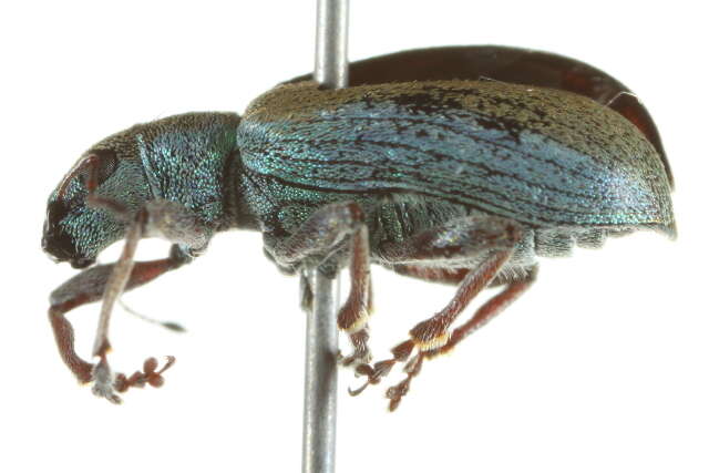 Image of <i>Pachyrhinus californicus</i>