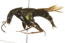 Image of Gold-and-brown Rove Beetle