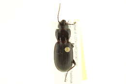 Image of Pterostichus (Hypherpes) protractus Le Conte 1860