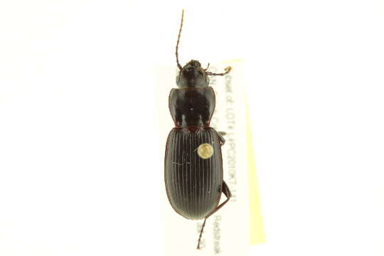 Image of Pterostichus (Hypherpes) protractus Le Conte 1860