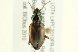 Image of Bembidion (Peryphus) sejunctum Casey 1918