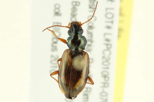 Image of Bembidion (Peryphus) sejunctum Casey 1918