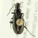 Image of Agonum (Europhilus) consimile (Gyllenhal 1810)