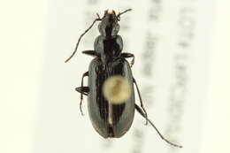 Image of Agonum (Europhilus) consimile (Gyllenhal 1810)