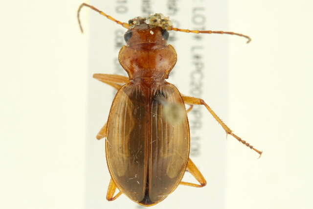 Image of Nebria (Reductonebria) diversa Le Conte 1863