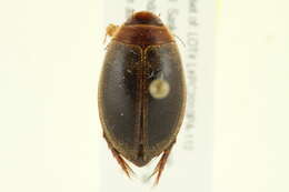 Image de Graphoderus liberus (Say 1825)