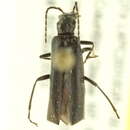 <i>Dichelotarsus piniphilus</i>的圖片