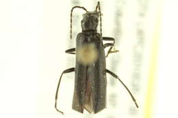 <i>Dichelotarsus piniphilus</i>的圖片