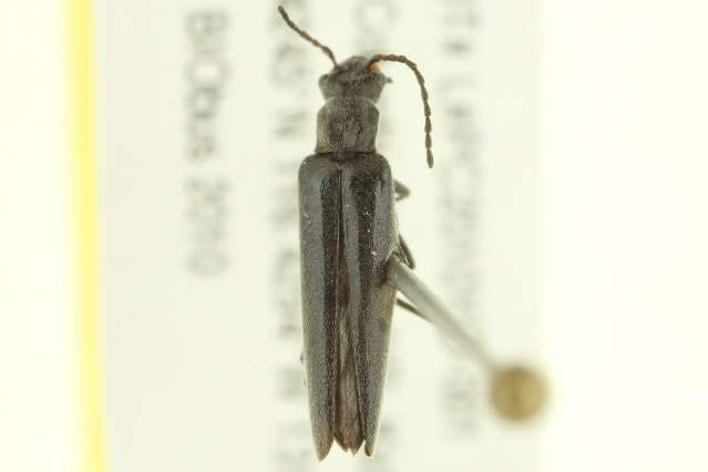 <i>Dichelotarsus piniphilus</i>的圖片