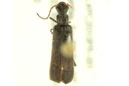 <i>Dichelotarsus piniphilus</i>的圖片