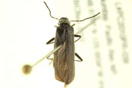 <i>Dichelotarsus piniphilus</i>的圖片