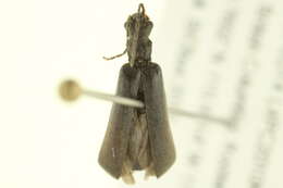 <i>Dichelotarsus piniphilus</i>的圖片